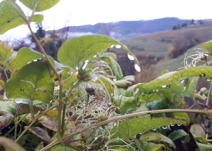 Couette-café La Collina Olistica *