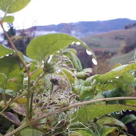 Alojamento de Acomodação e Pequeno-almoço La Collina Olistica *